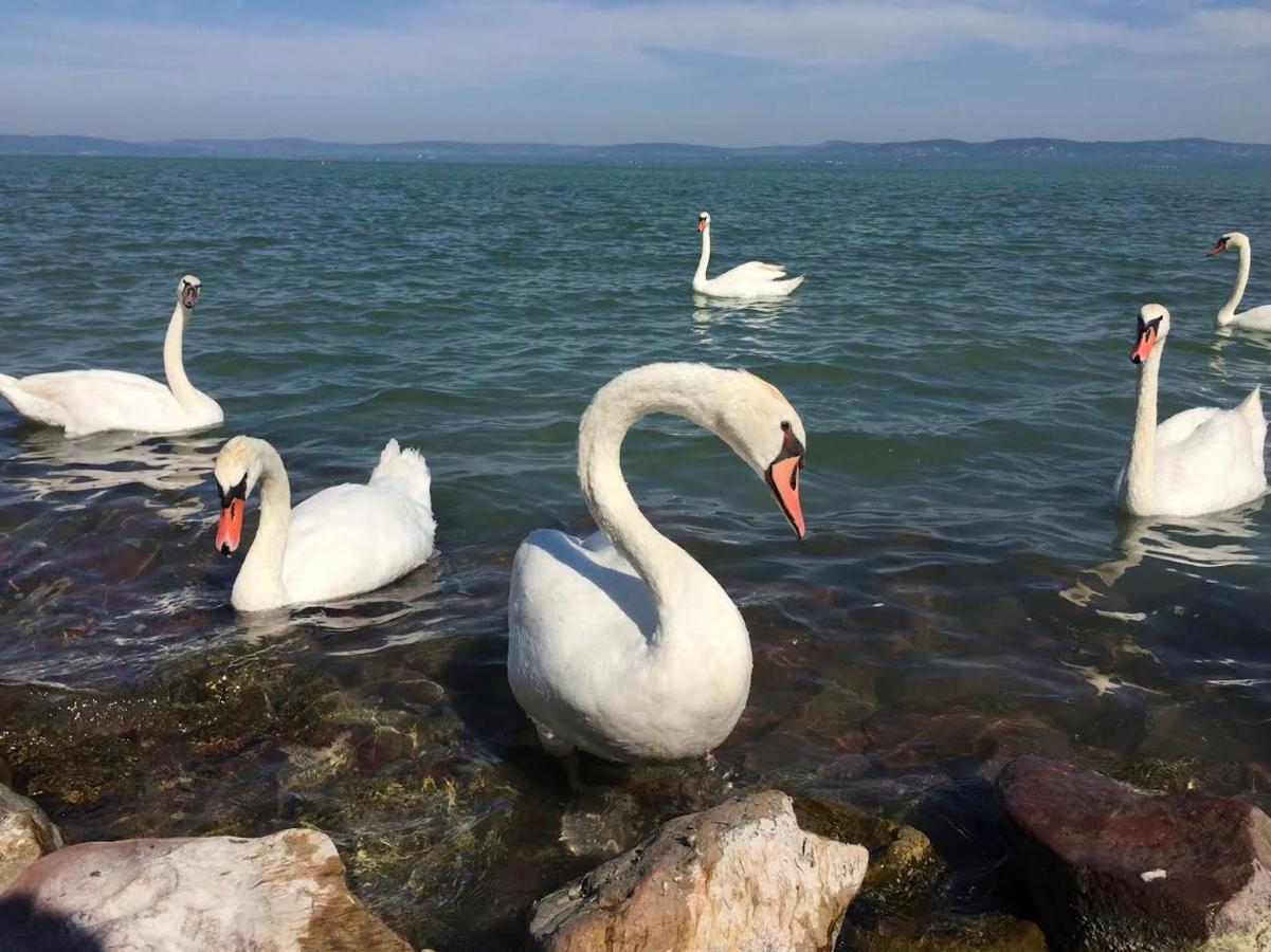 Zawia Apartman Apartment Balatonfoldvar Bagian luar foto