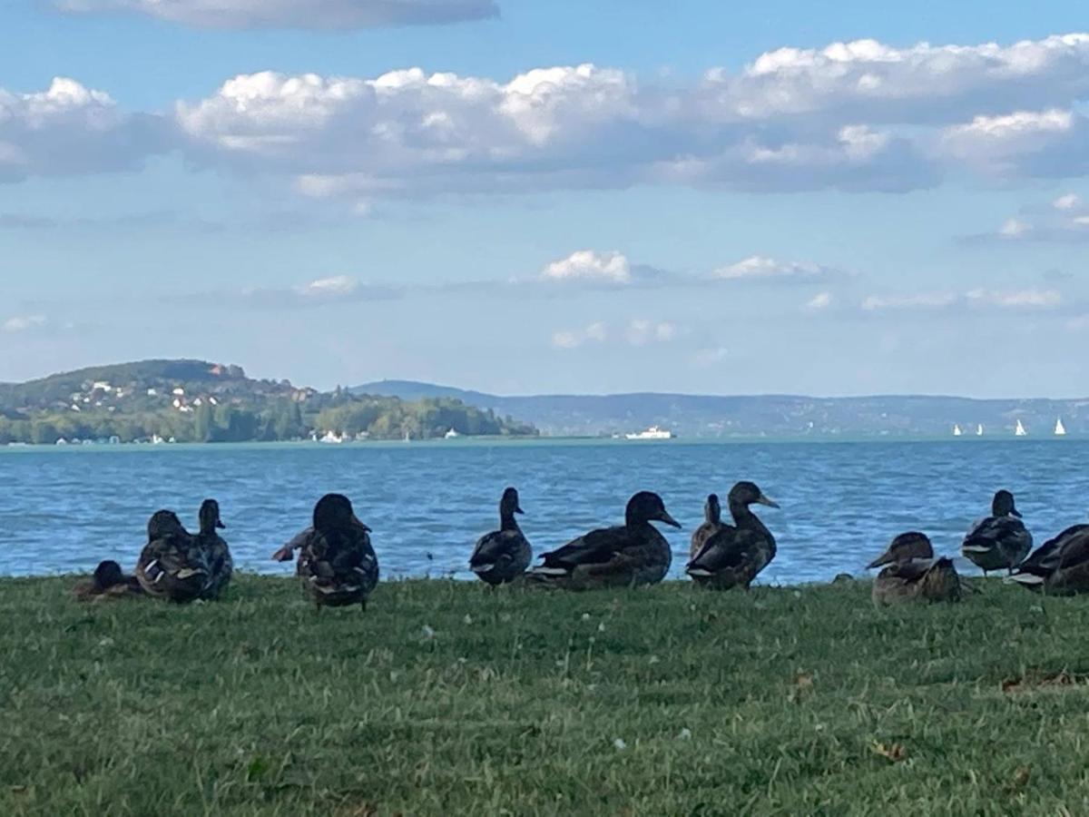 Zawia Apartman Apartment Balatonfoldvar Bagian luar foto